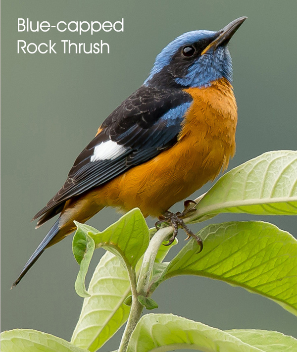 Blue-capped Rock Thrush, photography by Manjula Mathur