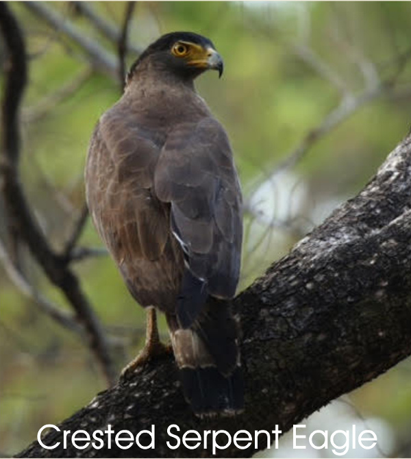 Crested Serpent Eagle, photography by Manjula Mathur