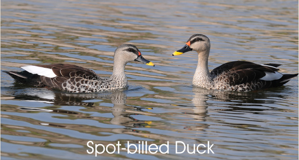 Spot-billed duck, photograph by Manjula Mathur