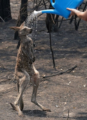 A boy gives water to a kangaroo impacted by the bushfires. Photo credit: Matrix for Daily Mail Australia.
