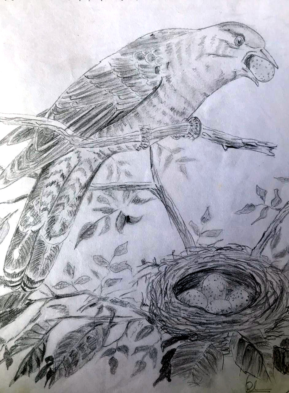 A bird of prey stealing an egg from a nest (Pencil sketch by Rucha Rathod.)