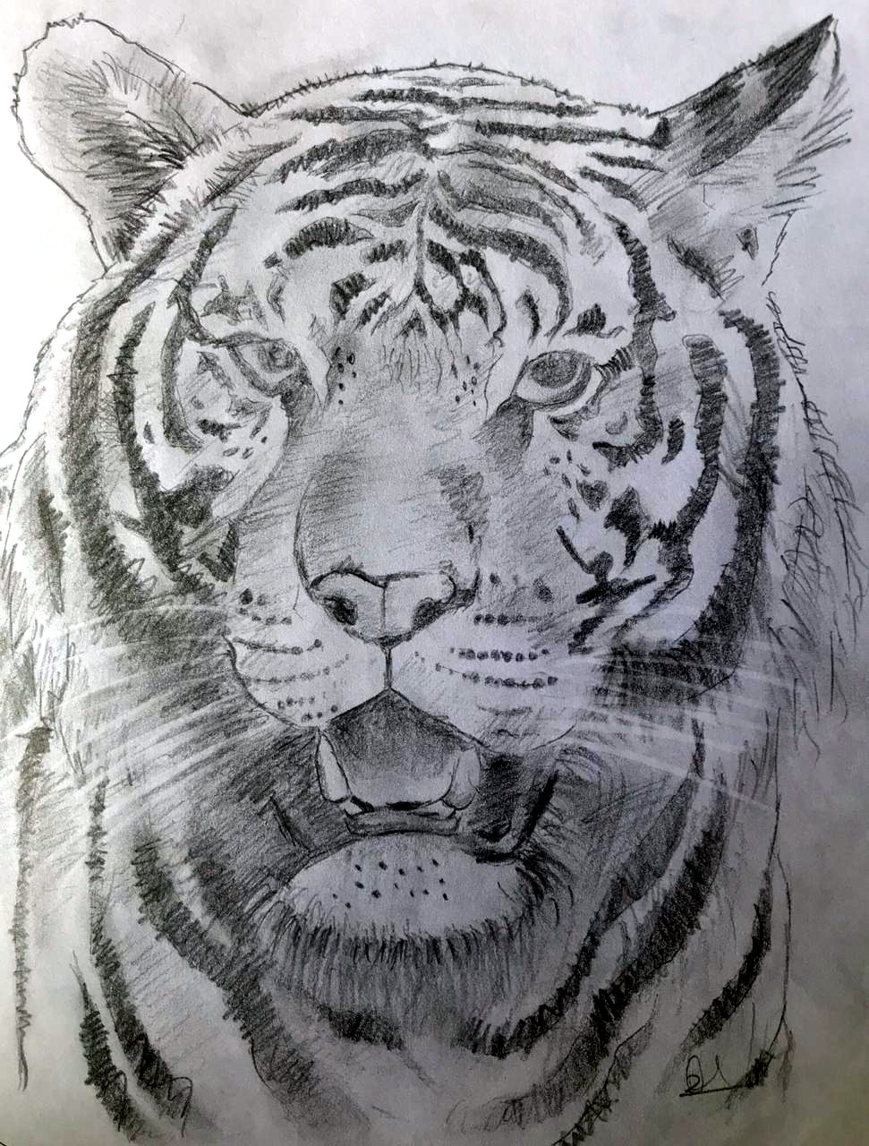 A proud tiger (Pencil sketch by Rucha Rathod.)