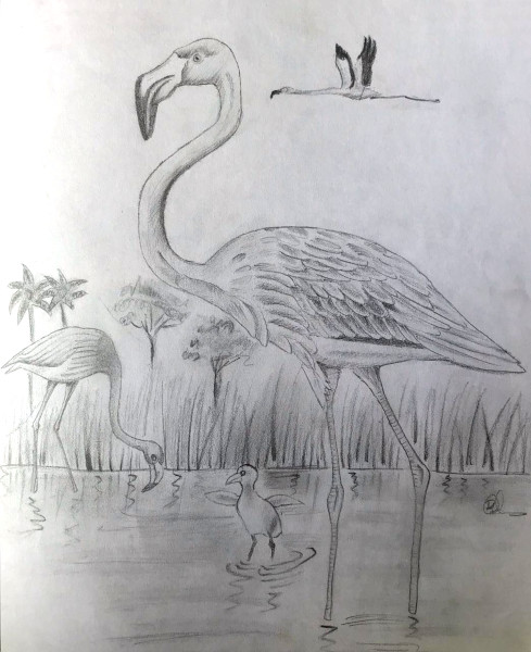 Flamingo in water with baby (Pencil sketch by Rucha Rathod.)