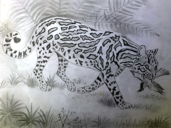 Leopard with prey (Pencil sketch by Rucha Rathod.)