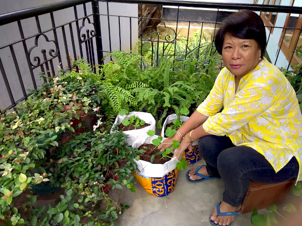Shanti planting zucchini saplings in another balcony.