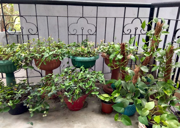 Climbing figs and money plants occupy a balcony.