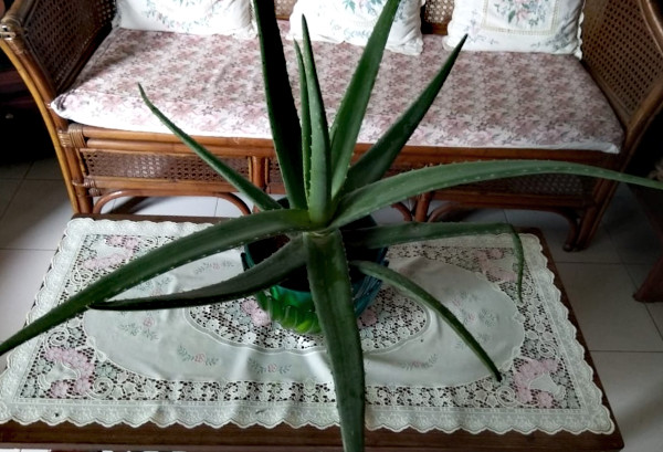 An aloe vera plant graces a lace-covered coffee table.
