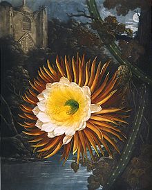 Cereus Cactus