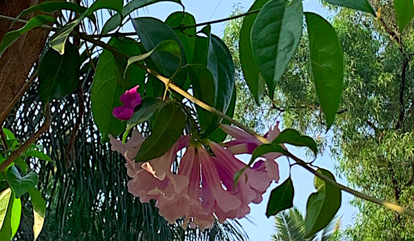 A trumpet-creeper with flowers that vary in shade from white to violet. 