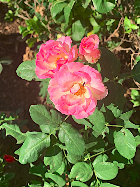 A tiny bee at the centre of a cluster of roses.