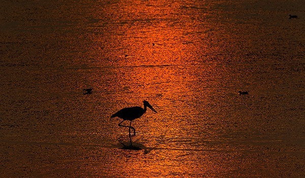 Adjutant Stork. Photo taken by my son Bharat Goel in 2017 at Dudhwa National Park, Uttar Pradesh