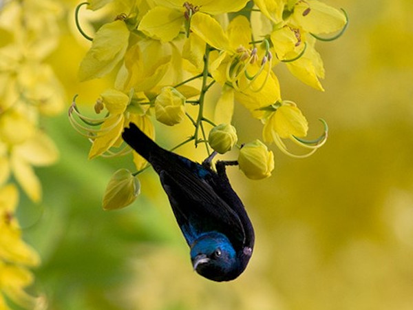 A bird on the Amaltas tree. Photo taken by Vinod Goel at Ludhiana.