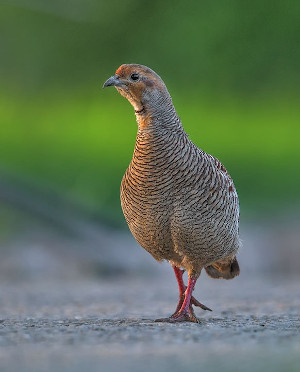 Grey francolin. Photo taken by Vinod Goel.