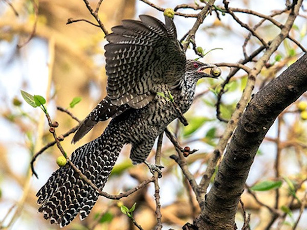 A female Koel. Photo taken by Vinod Goel.