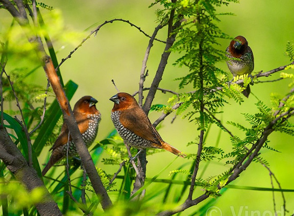 Scaly breasted munia. Photo taken by Vinod Goel.