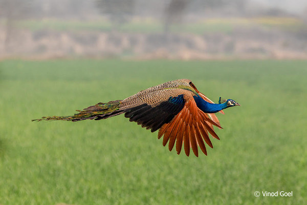 A peacock in flight. Photo credit: Vinod Goel. Copyright: Vinod Goel