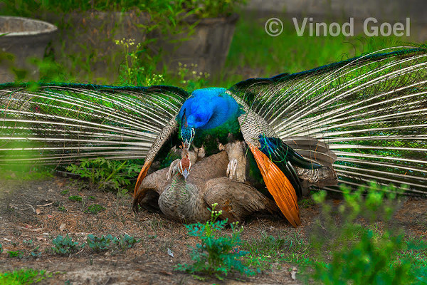 Peafowls mating at Sunder Nursery, New Delhi in 2016. Photo credit: Vinod Goel. Copyright: Vinod Goel