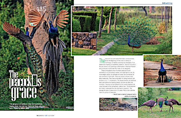 An article in the Rail Bandhu magazine, July 2014 edition featuring photographs of peacocks. Photo credit: Vinod Goel. Copyright: Vinod Goel