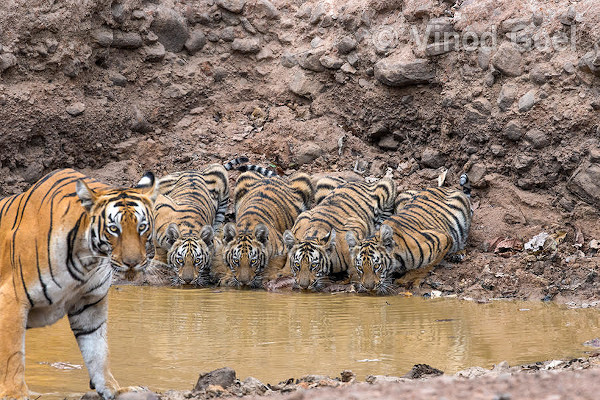 A family of five tigers at the waterhole at Tadoba Andhari Tiger Reserve. Photo credit: Vinod Goel. Copyright: Vinod Goel
