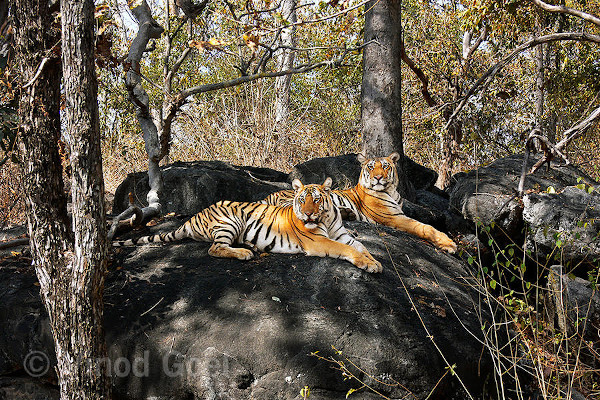 Tigers resting on a boulder. Photo credit: Vinod Goel. Copyright: Vinod Goel