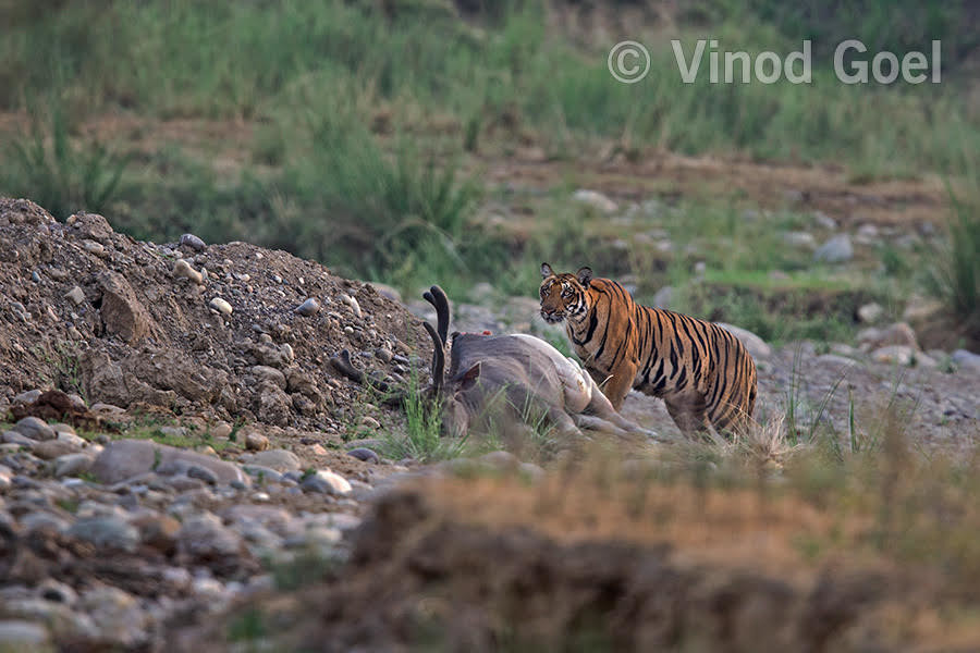 Tigress with the kill. Photo credit: Vinod Goel. Copyright: Vinod Goel