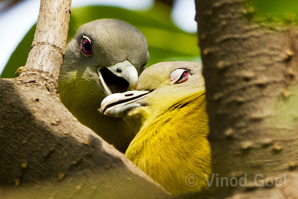 Yellow-footed green pigeons. Photo credit: Vinod Goel. Copyright: Vinod Goel